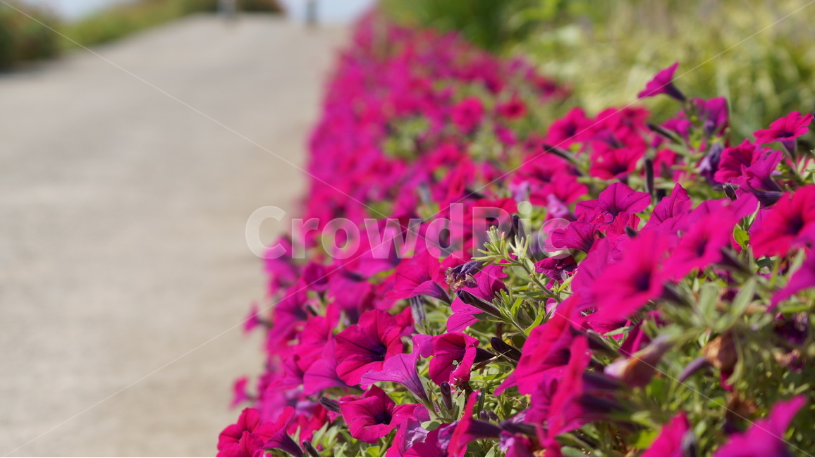 꽃,꽃길,꽃사진,가을,식물,봄,계절,spring,season,식물,자연,plants,nature,꽃,flower,blossom,geranium,제라늄,plant