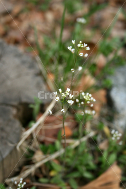 냉이,냉이꽃,냉이나물,봄,봄날,감성,spring,flower,풍경,식물,새싹,잎,초록,꽃,하얀,흰색,white,봄,계절,spring,season,식물,자연,plants,nature,꽃,flower,plant,blossom