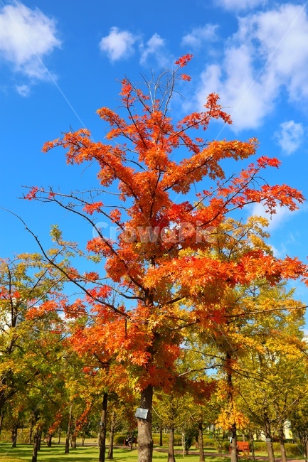 leaf,잎,plant,식물,tree,나무,maple,단풍,가을,계절,fall,autumn,season