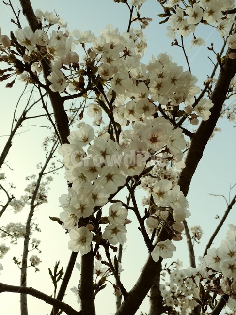 plant,식물,blossom,flower,꽃