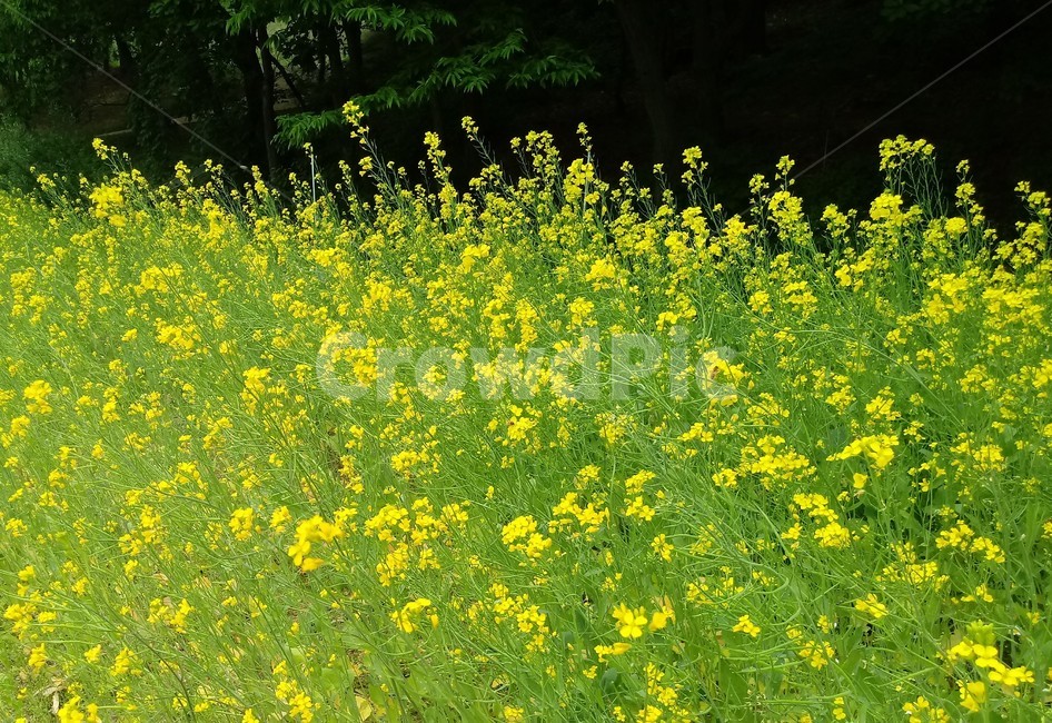 유채꾳,식물,자연,십자화과,노란색꽃,두해살이풀,관상용,rapeseed,운대,호채,봄꽃