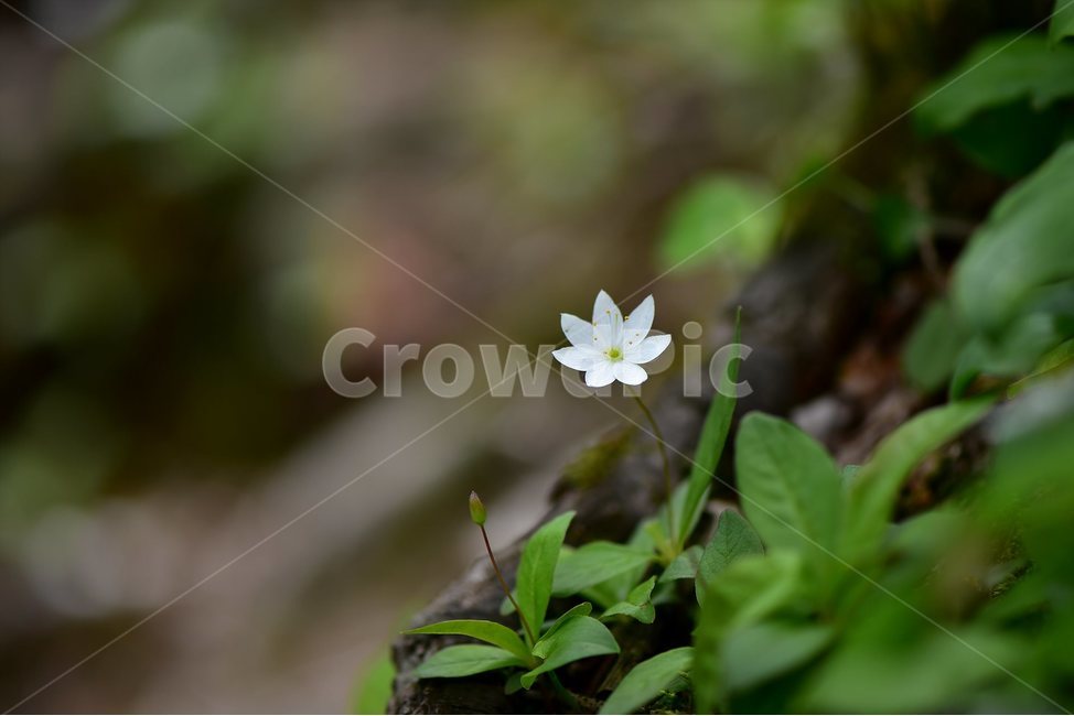 참기생꽃,야생화,식물,자연,생태,꽃,힐링,플라워,wildflower,flower,plants,nature,season,감성,느낌,emotion,feeling,앵초목,앵초과,기생꽃속,여러해살이풀,희귀식물,식물,자연,plants,nature,꽃,flower