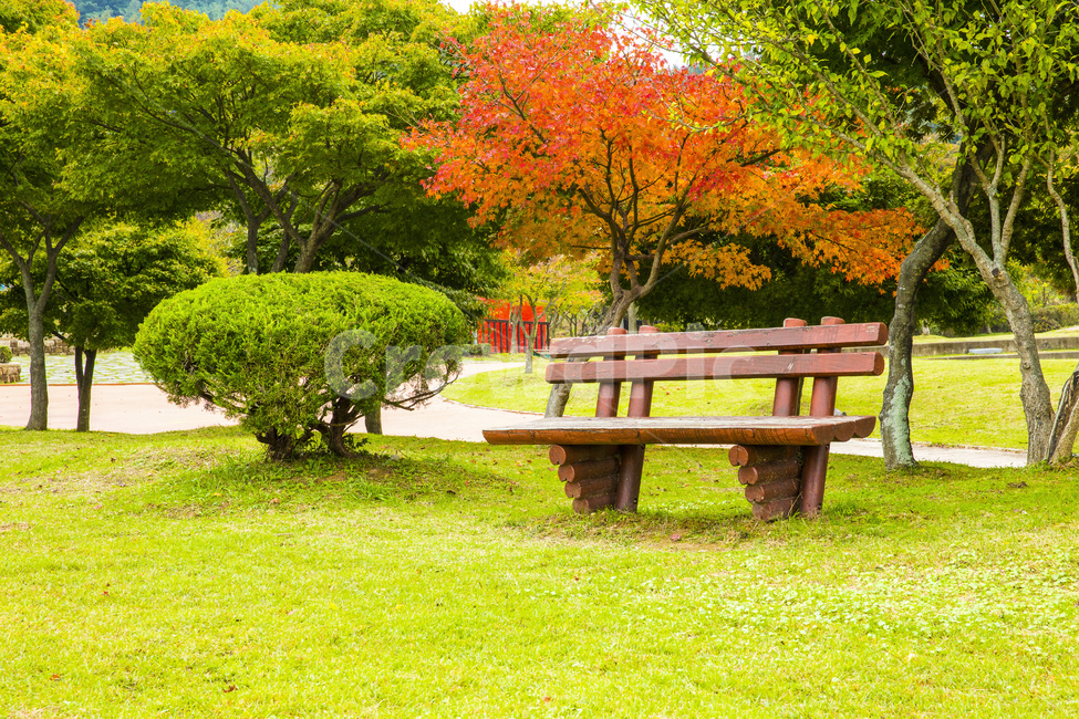 자연,풍경,계절,가을,단풍,단풍철,추경,만추,벤치,잔디밭,풀밭,정원,정원수,길,오솔길,tree,나무,plant,식물,가을,계절,fall,autumn,season,자연,풍경,nature,landscape,bench,grass,잔디,furniture,가구