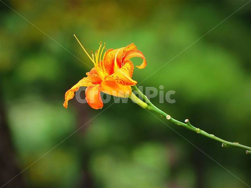 plant,식물,pollen,화분,원추리꽃