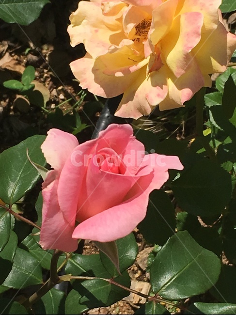 꽃,장미,노란장미,분홍장미,식물,핑크장미,흰장미,장미꽃밭,rose,식물,자연,plants,nature,꽃,flower
