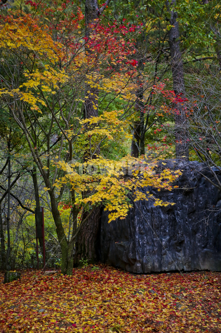 단풍,가을,산,나무,색깔,가을,계절,fall,autumn,season,tree,plant,식물,tree trunk,나무 줄기