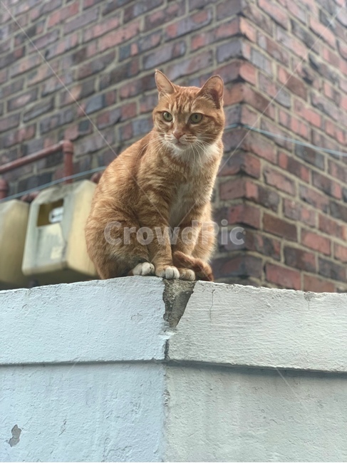 고양이,길고양이,cat,kitten,동물,animal