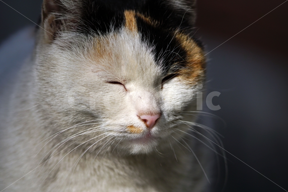 고양이,길고양이,들고양이,삼색고양이,삼색털고양이,냐옹,냐옹이,동물,애완동물,반려동물,애완묘,반려묘,cat,pet,animal,암컷,수컷,얼굴,수염,미소,스마일,웃음,표정,야옹이,포유류,흰색,스냅,snap,동물,animal,고양이,cat,kitten,kitty,포유류,mammal