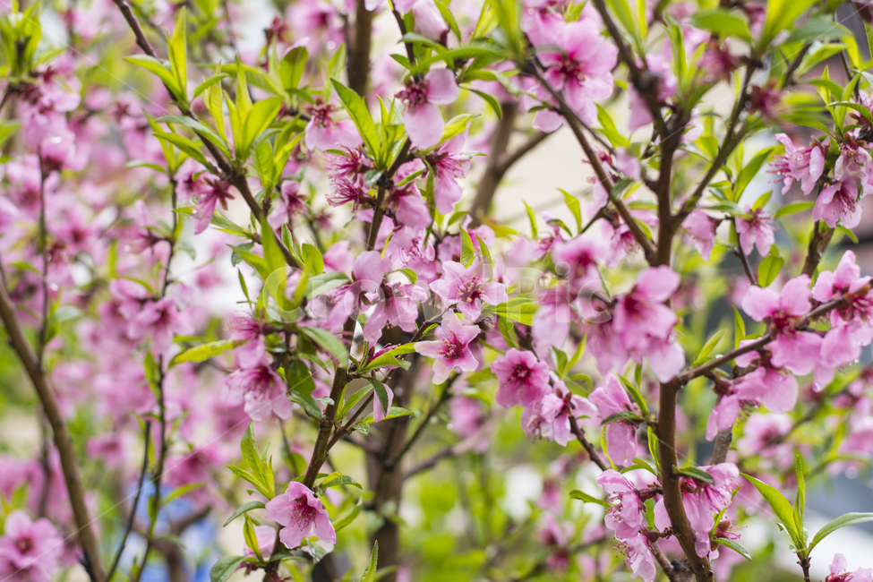 plant,식물,꽃,blossom,벚꽃,매화,분홍색,봄,개화,활짝핀,풍성한,식물,자연,plants,nature,꽃,flower