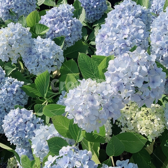 수국,꽃,식물,힐링,blue,flower