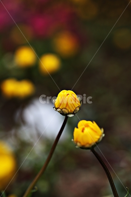 꽃,봄꽃,인천대공원,계절,자연,식물,자연,풍경,nature,landscape,식물,plants,꽃,flower,plant