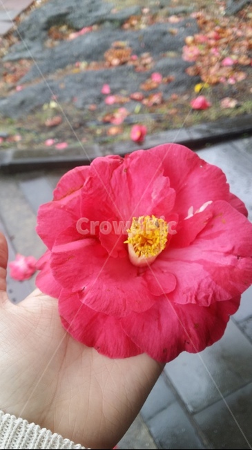 동백꽃,camelia,꽃,감성,flower
