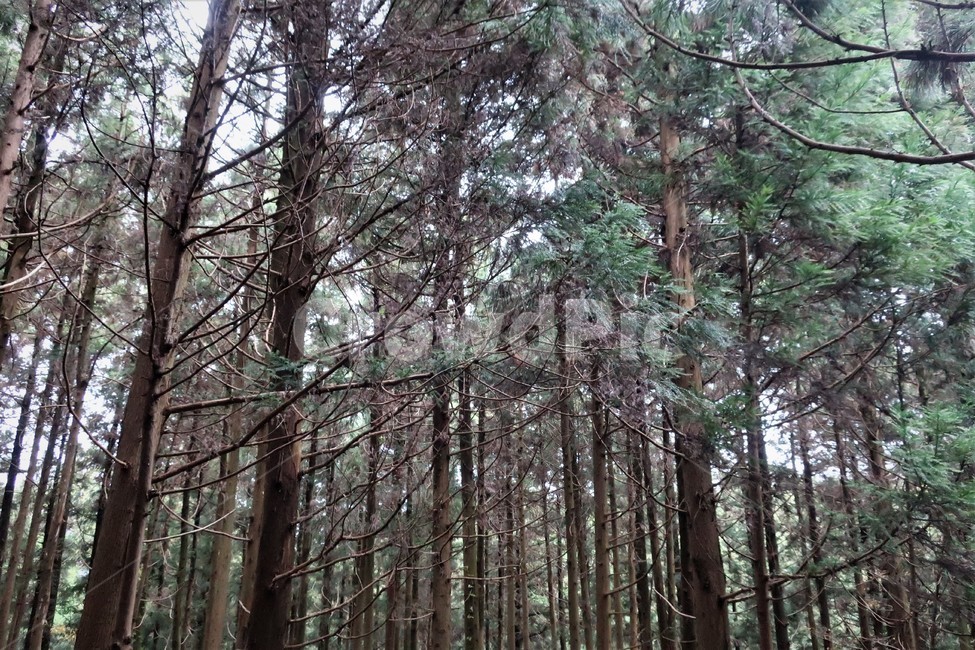 제주,유네스코,검은오름,탐방,삼나무,숲길,화산,활동,생태,학습,자연,유산,자연,풍경,nature,landscape