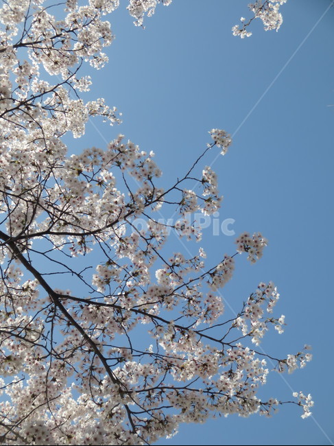 white flower,Cherry Blossom,cherryblossom,flowering,springseason,spring,spring flowers,sensiblefeeling,mountain,plants,sight,season,wood,Emotion,park,sky,blossom,nature,clear,tree,picnic,full bloom,flower,Eco,warm,blue,background,plant,walk