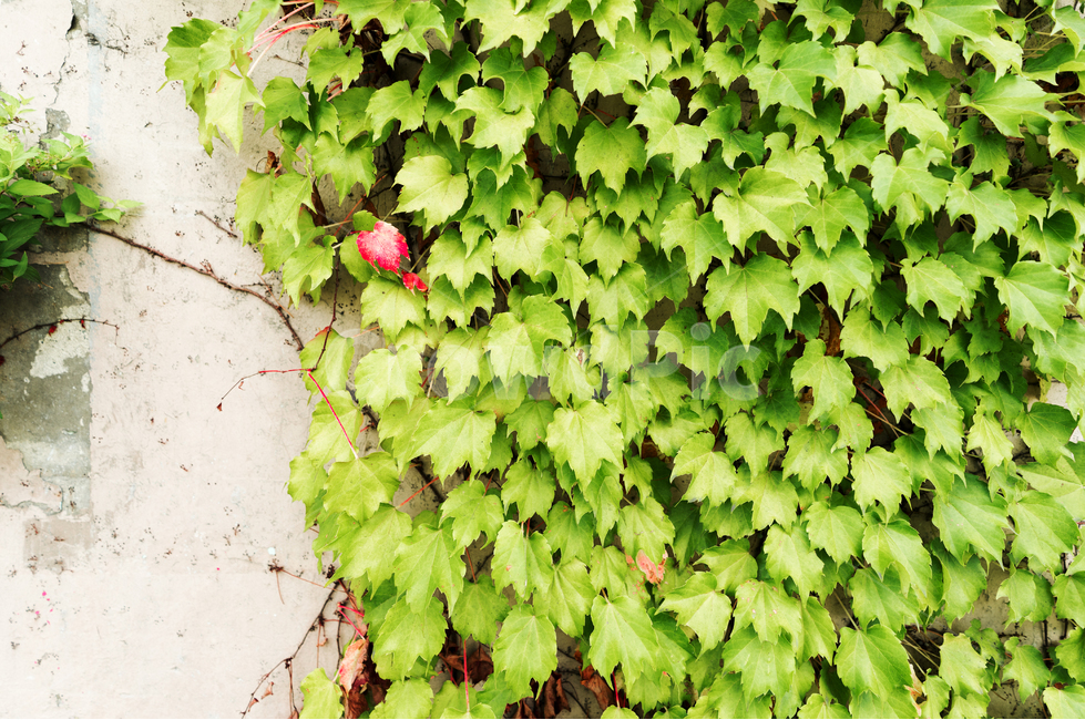 식물,여름,꽃,덩쿨,담장,벽,나뭇잎,담쟁이,식물,자연,plants,nature