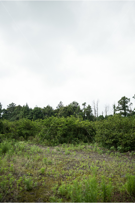 제주도,풍경,숲,자연,나무,풀,잔디,구름,하늘,배경,자연,풍경,nature,landscape,tree,plant,식물,fir,전나무,field,들,grassland,목초지,outdoors,옥외
