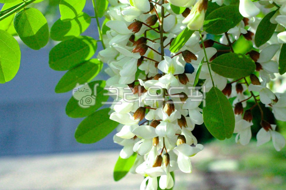spring,spring flowers,blossom,plant,acacia flower,acaciaflowers,acacia,flower