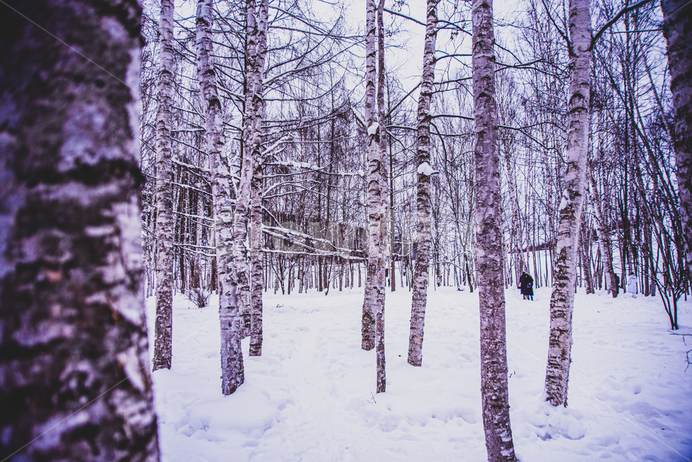 nature,자연,outdoors,옥외,snow,눈,숲,forest,겨울,계절,winter,season,식물,자연,plants,nature,나무,trees,wood
