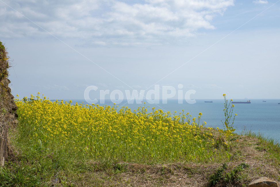 유채꽃,노랑,유채밭,노랑꽃,봄꽃,다랭이논,nature,자연,outdoors,옥외,field,들,grassland,목초지