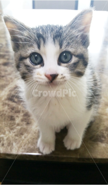 고양이새끼,kitten,동물,cat,고양이,동물,animal,포유류,mammal,고양이,cat,kitten,kitty