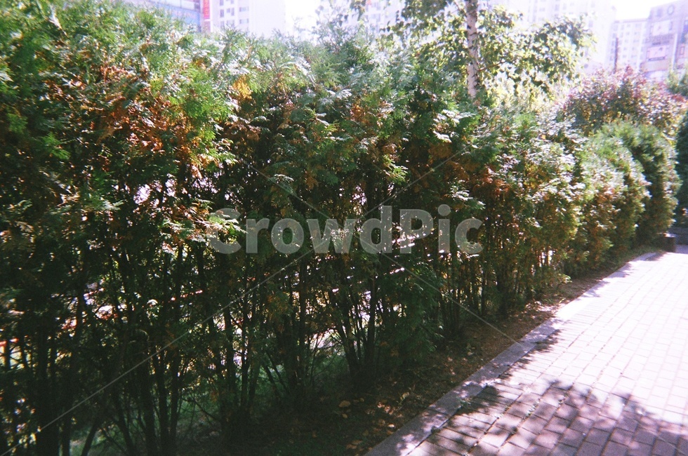 필름카메라,화단,식물,감성,자연,식물,자연,plants,nature