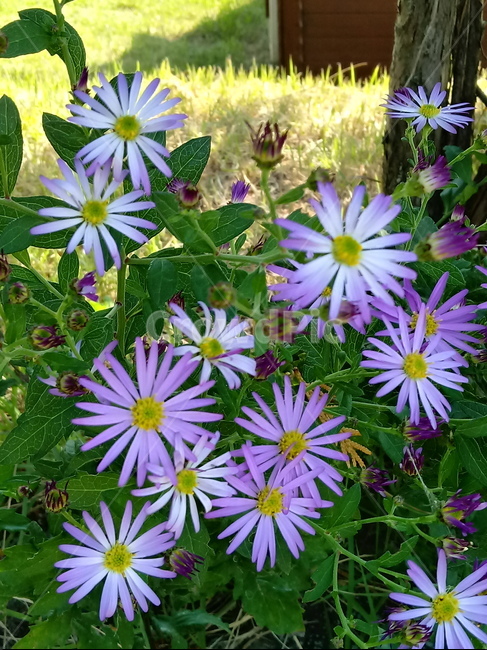 아스타,식물,꽃,flower,plant,(aster,식물,자연,plants,nature,꽃,flower
