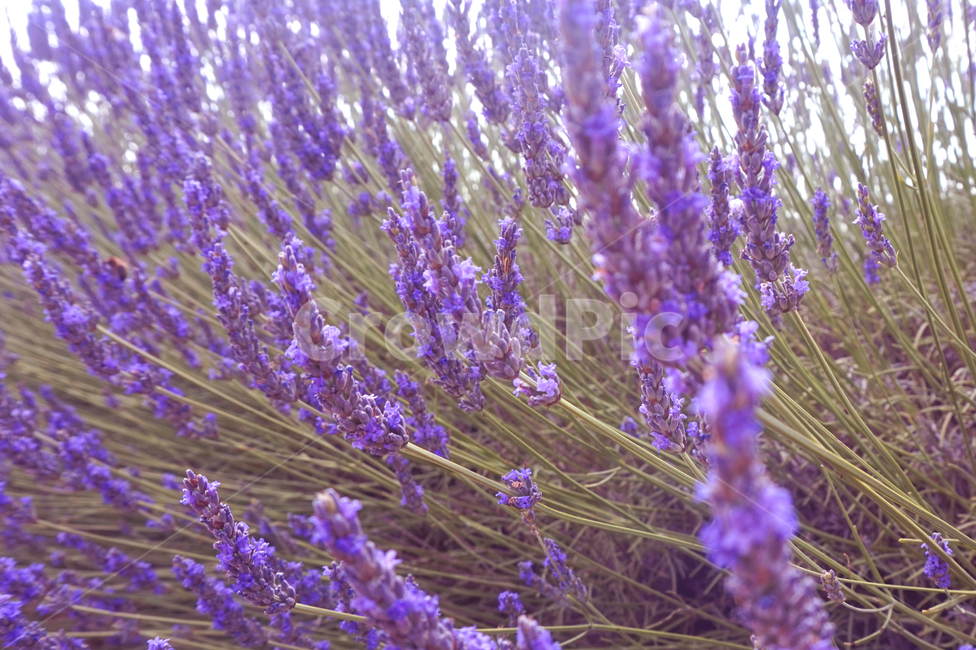 식물,라벤더,보라색,보라,접사,근접촬영,발랑솔,자연,lavender,풀,plant,nature,여름,summer,감성,꽃,flower,허브