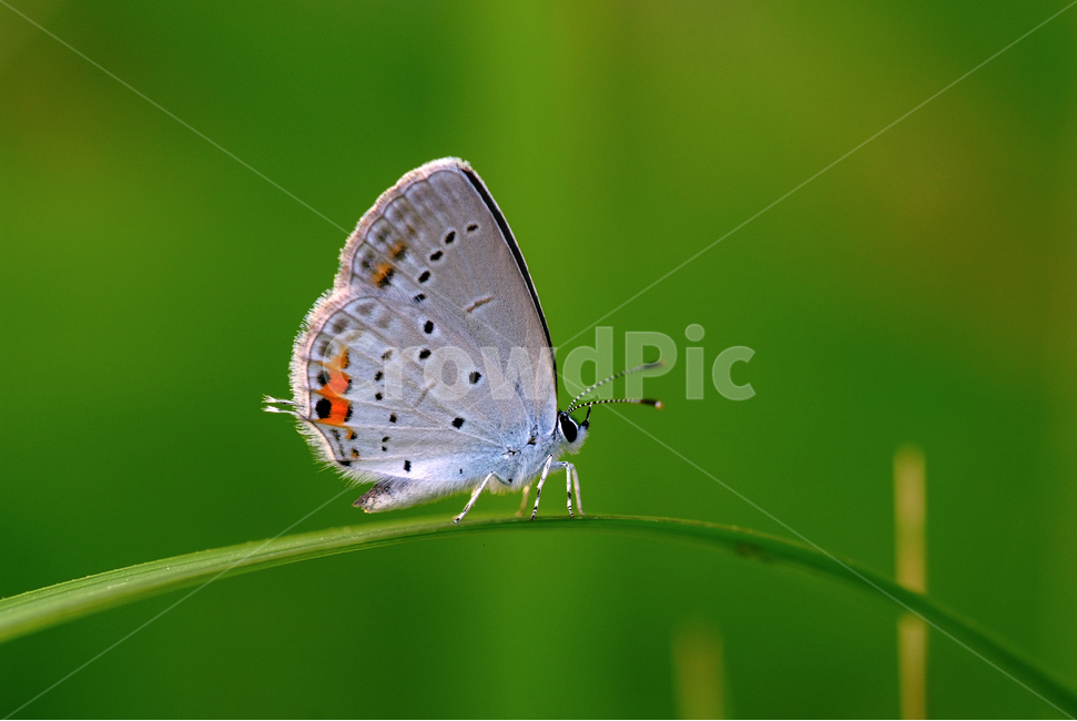암먹부전나비,한국의나비,나비,부전나비과,예쁜나비,동물,animal,곤충,벌레,insect,bug
