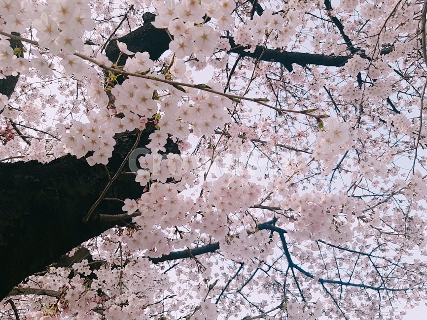 벚꽃,봄,꽃,자연,벚꽃나무