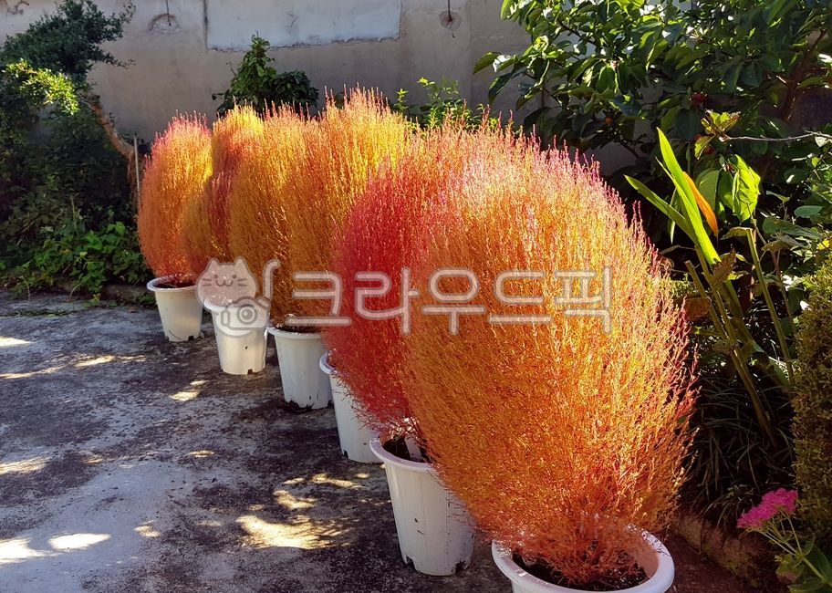 Dapssari,Hongdap Ssari,golden dapssari,Maple Dapssari