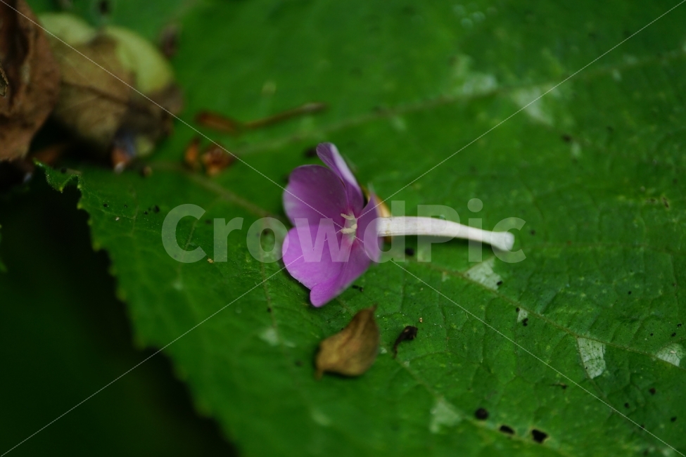풀협죽도,플록스,플라워,꽃,식물,자연,phlox,flower,nature,꽃잎,잎사귀,이파리,식물,자연,plants,nature,꽃,flower