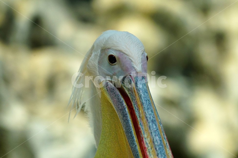 펠리컨,새,조류,bird,동물,animal,pelican,사다새,자연,nature,얼굴,동물,animal,조류,새,birds
