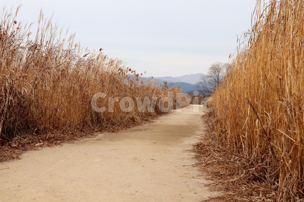 오솔길,숲길,가을산길,마실,갈대밭,흙길,갈대,가을,계절,fall,autumn,season,자연,풍경,nature,landscape,plant,식물,grass,잔디