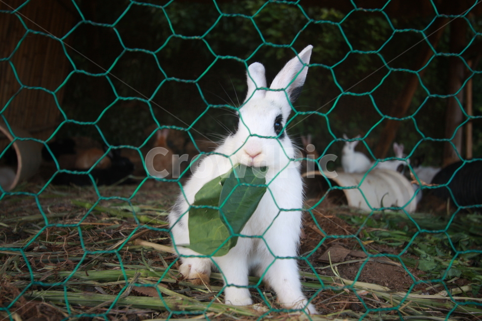 토끼,토끼풀,rabbit,귀여운동물,동물,animal
