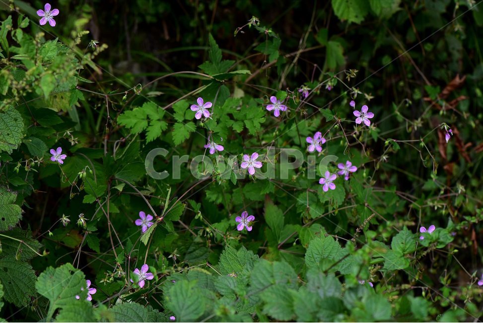 큰세잎쥐손이,야생화,식물,자연,꽃,생태,힐링,플라워,wildflower,flower,plants,nature,season,감성,느낌,emotion,feeling,여름,여러해살이풀,속씨식물,쌍떡잎식물,쥐손이풀목,분홍색,식물,자연,plants,nature,꽃,flower