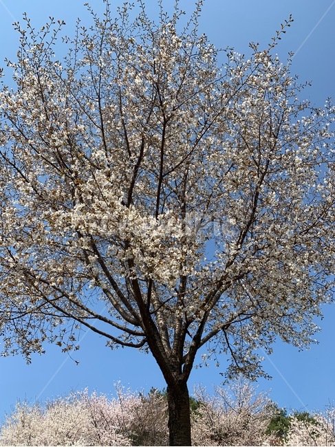 봄,하늘,구름,벚꽃,꽃,spring,sky,flower,햇살,배경,cherryblossom,桜花,봄,계절,spring,season,plant,식물,tree,나무,tree trunk,나무 줄기
