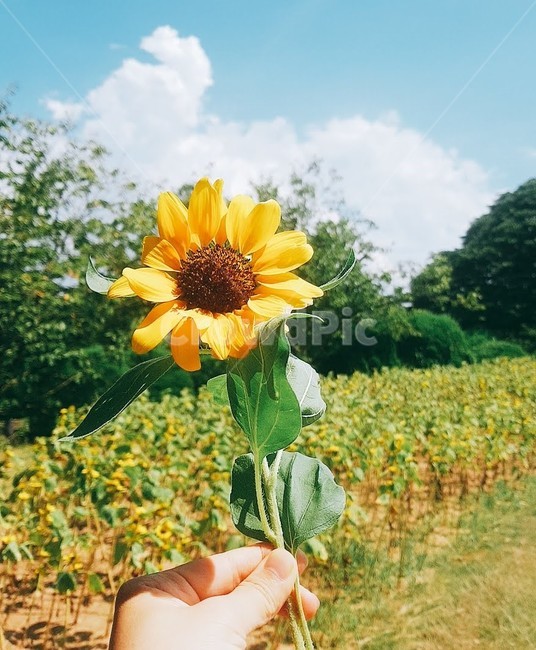 plant,식물,해바라기,flower,꽃,자연,nature