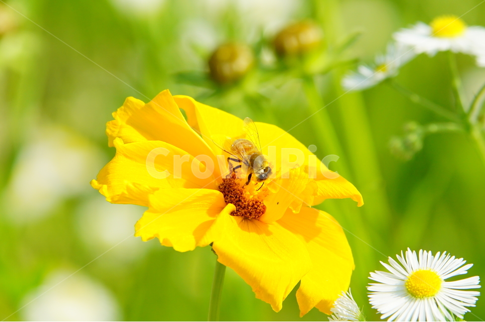 곤충,꽃,노랑,풍경,식물,식물,자연,plants,nature,꽃,flower,동물,animal,곤충,벌레,insect,bug,색깔,색상,색채,색감,color sense,color sensitivity,feeling of color