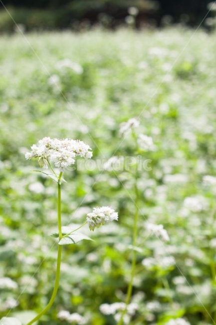 메밀,메밀꽃,메밀밭,꽃밭,꽃,flower,buckwheatflower,식물,자연,plants,nature,꽃,flower,감성,sensible,feeling