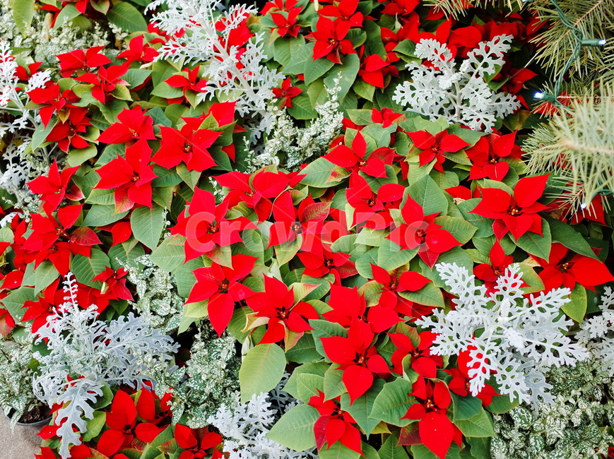나무,포인세티아,크리스마스,빨간색,붉은색,red,christmas,holiday,flower,식물,plant,식물,자연,plants,nature,꽃,flower