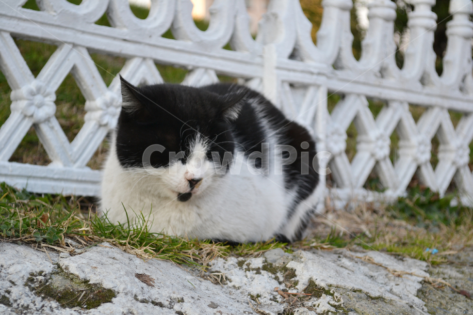 고양이,길고양이,길냥이,cat,streetcat,동물,animal,야생고양이,kitten,kitty,wildcat,동물,animal,포유류,mammal,고양이,cat,kitten,kitty