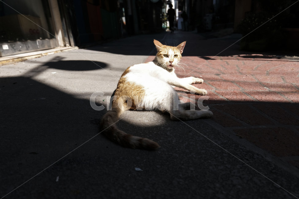 고양이,동물,포유류,길,cat,animal,mammal,골목,골목길,alley