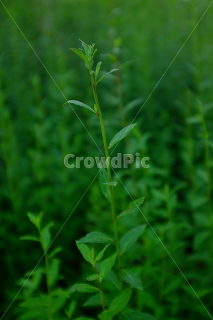 더덕,더덕잎,더덕밭,green,식물,초록,plant,뿌리식물,식물,자연,plants,nature