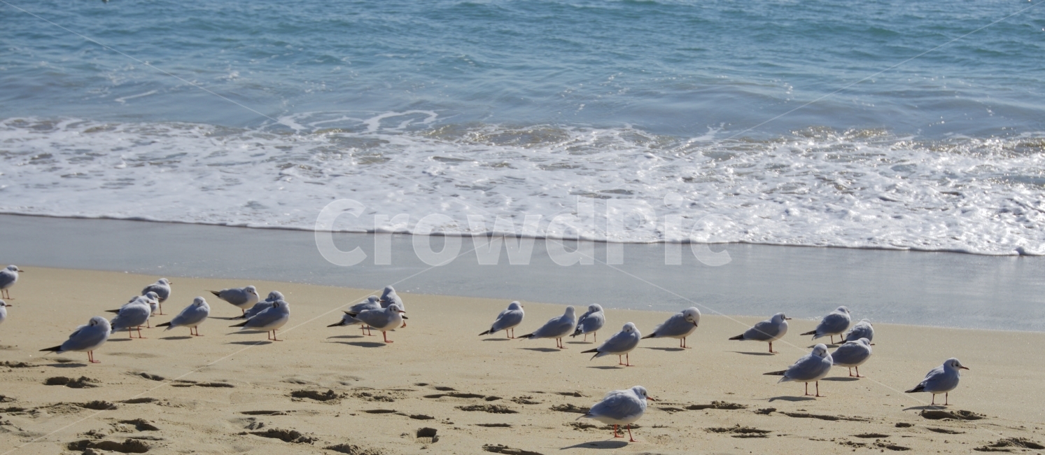 자연풍경,바다,바닷가,해변,갈매기,해변,바다,beach,sea,동물,animal,조류,새,birds