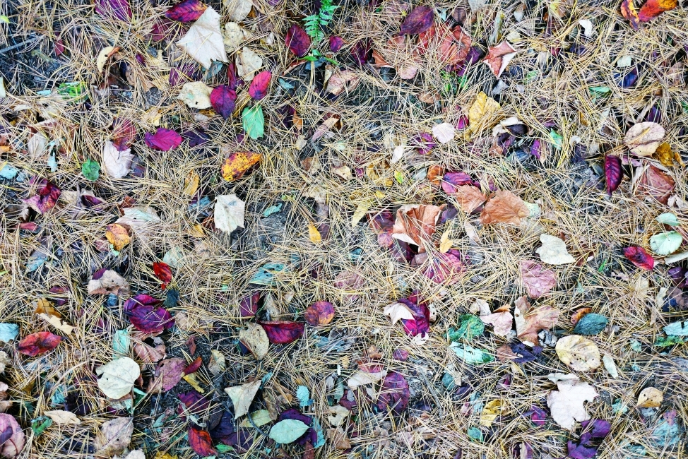 자연,풍경,가을,단풍,단풍잎,식물,plants,nature,감성,감정,sensible,feeling,계절,가을,계절,fall,autumn,season,식물,자연,plants,nature