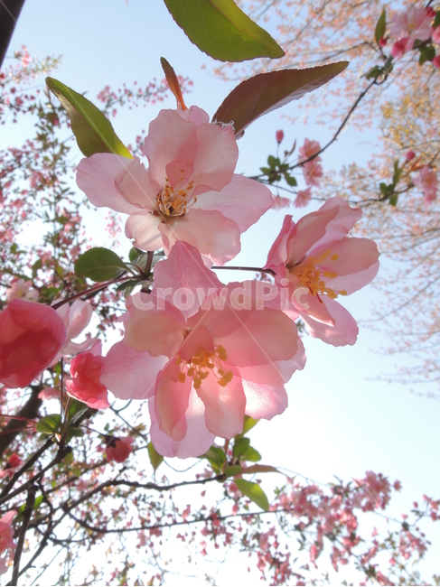 봄,벚꽃,겹벚꽃,핑크,꽃송이,그림같은,계절,자연,꽃잎,park,spring,cherryblossom,season,bloom,flower,closeup,floral,garden,petal,blossom,picturesque,sakura,pink,blooming,봄,계절,spring,season,식물,자연,plants,nature,꽃,flower,plant,cherry blossom