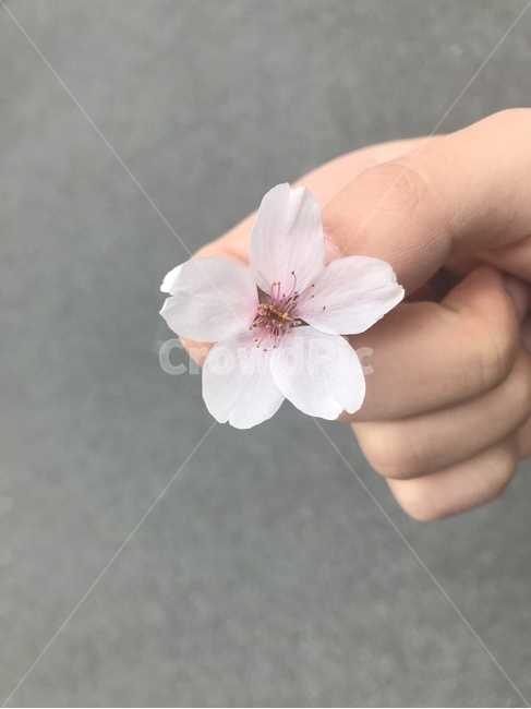 cherryblossom,flower,bloom,blooming,petal,floral,벚꽃,꽃잎,식물,자연,plants,nature,꽃,flower