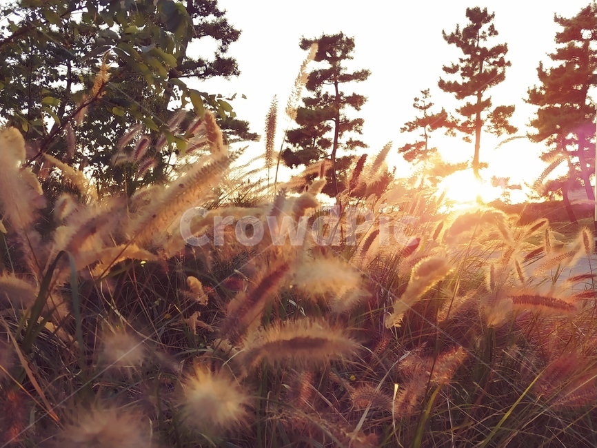 노을,풍경,버들,나무,가을,강아지풀,갈대,바람,배경,감성적사진,자연,풀때기,plants,nature,붉은노을,feeling,가을,계절,fall,autumn,season,자연,풍경,nature,landscape,식물,plants,grass,잔디,plant,flare,플레어,light,빛