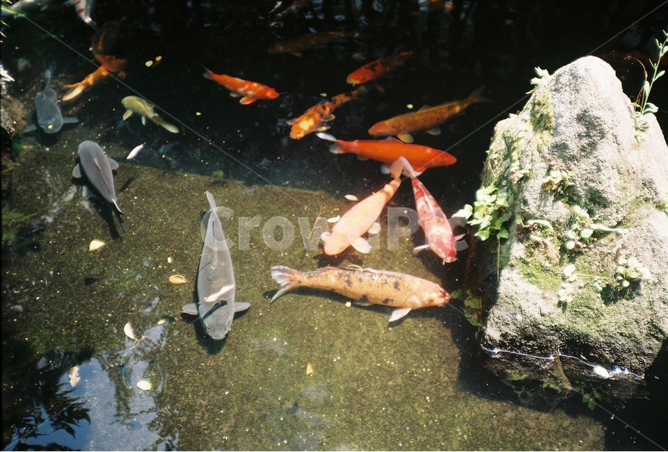 잉어,연못,필름사진,감성,물고기,동물,animal,어류,물고기,fish,휴식,힐링,rest,relaxation,healing