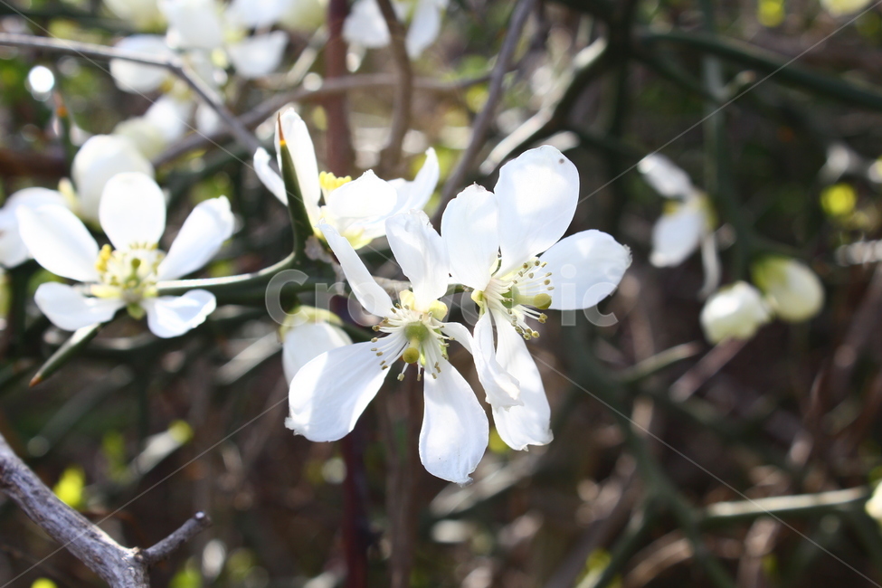 올레,탱자,탱자꽃,흰꽃,제주올레,올레길,야생화,봄,계절,spring,season,식물,자연,plants,nature,꽃,flower,plant